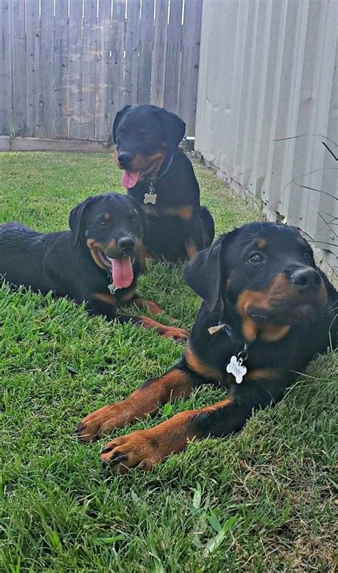 rottweiler breeders texas|top rottweiler breeders in texas.